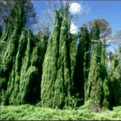 thumbnail for publication: Help Protect Florida's Natural Areas from Invasive Plants